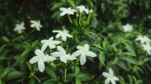 Tabernaemontana divaricata, commonly called pinwheel flower,crape jasmine, .. Stock Footage 245740731
