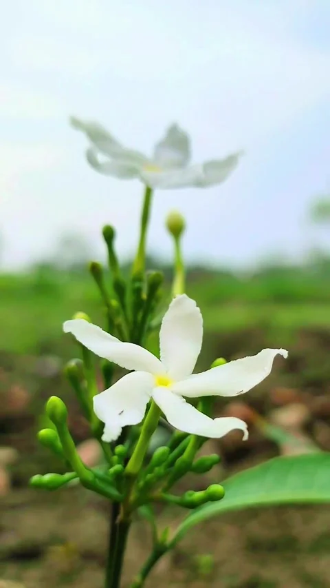 Tabernaemontana divaricata, commonly called pinwheel flower Stock Footage 313360149