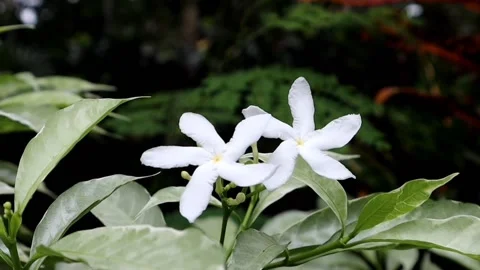 Tabernaemontana divaricata flowers 動画素材 220927287