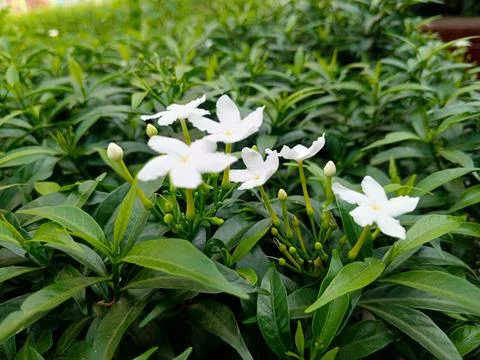 Tabernaemontana divaricata Stock Photos
