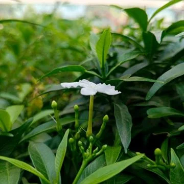 Tabernaemontana divaricata 스톡 사진