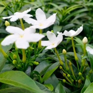 Tabernaemontana divaricata Stock Photos