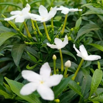 Tabernaemontana divaricata 스톡 사진