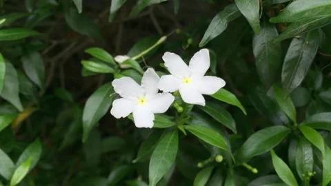 Tabernaemontana dwarf, Mai van phuc, Mai tieu thu Video stock 234887501