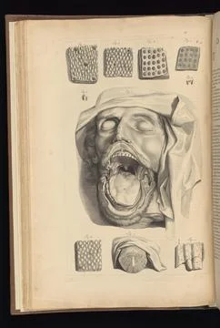 Table 13. Dissection of the oral cavity. Stock Illustration