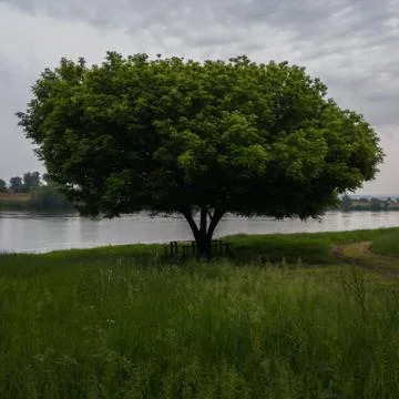 A table and bench under a tree with a large green canopy Stock Photos