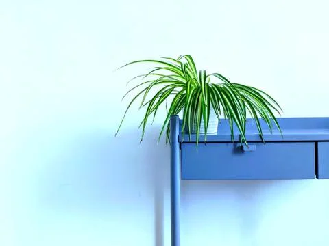 Table and plant Stock Photos