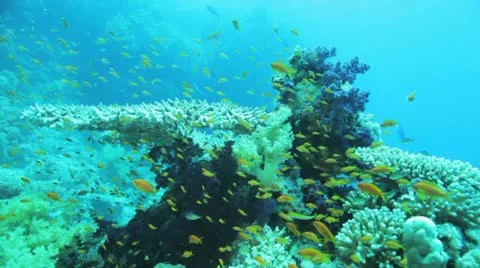 Table and soft coral covered by red anthias Stock Footage 22641617