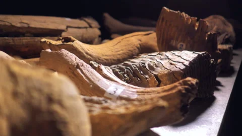 On the table are the bones of a mammoth Stock Footage 132774133