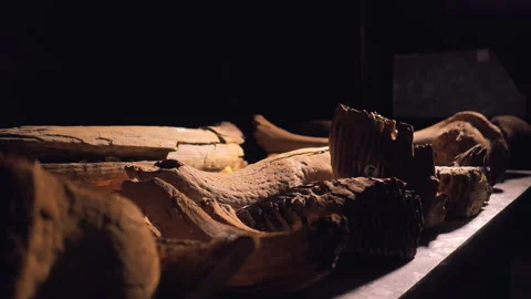On the table are the bones of a mammoth Stock Footage 132774165