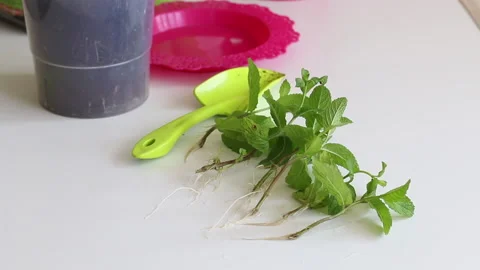 On the table are sprigs of mint with sprouted roots. For transplanting into a Stock Footage 133456264
