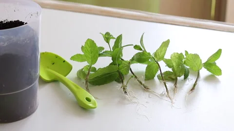 On the table are sprigs of mint with sprouted roots. For transplanting into a Stock Footage 133812564