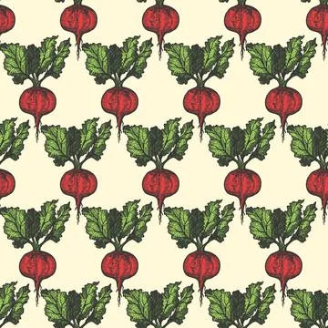 Table beet seamless pattern hand drawn background. Vintage background. Vector Stock Illustration