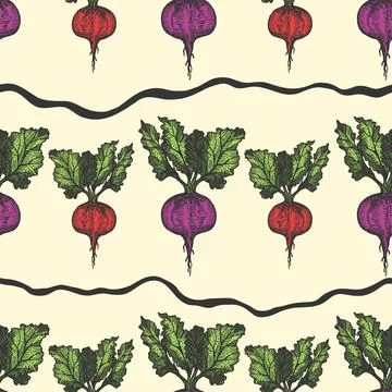 Table beet seamless pattern hand drawn background. Vintage background. Vector Stock Illustration