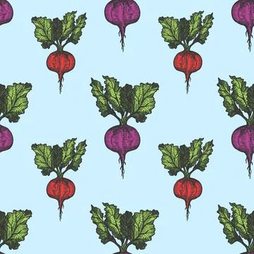 Table beet seamless pattern hand drawn background on blue. Vintage background Stock Illustration