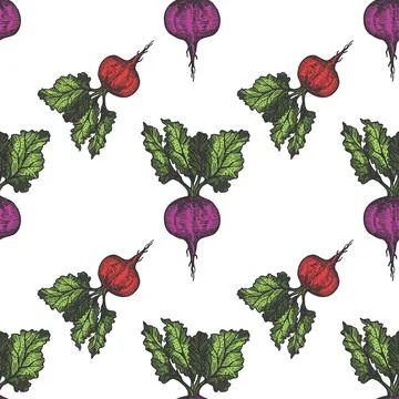 Table beet seamless pattern hand drawn background. Vintage background. Vector Stock Illustration