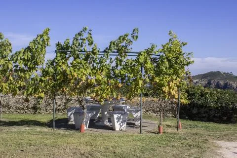 Table with benches under the vineyard, by the ocean Stock Photos