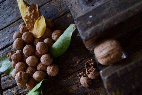 Table Clamp breaks walnut, covered yellow and green leaves with walnuts Stock Photos