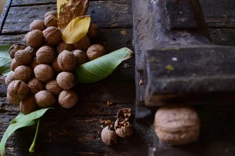 Table Clamp breaks walnut, covered yellow and green leaves with walnuts Stock Photos
