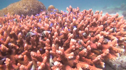 Table coral and many small fish, shot 2 of 3 Stock Footage 34210193