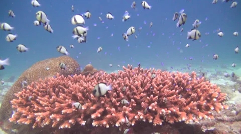 Table coral and many small fish, shot 1 of 3 Stock Footage 34210866