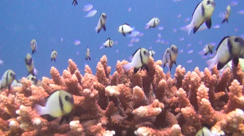 Table coral and many small fish, shot 3 of 3 Stock Footage 34211061