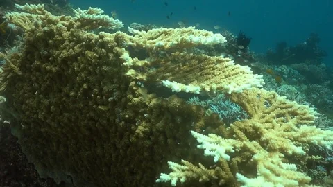 Table Coral collapsed regrowth Video stock 81241566