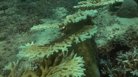 Table Coral collapsed regrowth komodo Video stock 81241696