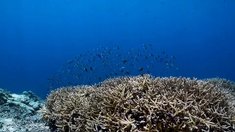 Table coral with dancing fish school Stock Footage 106291307