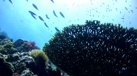 Table coral with divers 2 Stock Footage 6930035