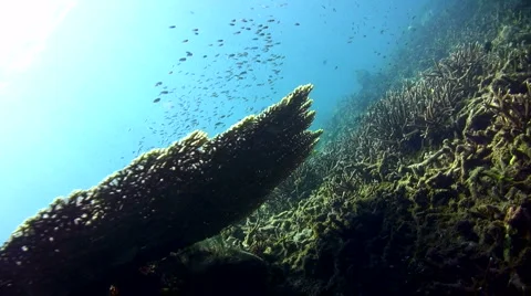 Table coral with divers Stock Footage 6930033