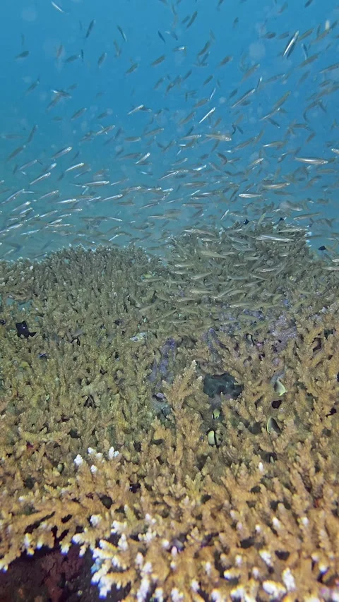 Table coral with fish Stock Footage 339988222