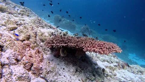 A table coral grows on a reef surrounded by reticulated dascyllus Stock Footage 301753418