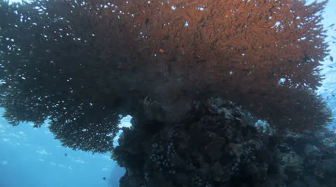 Table coral at the reef Stock Footage 22707565