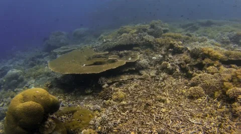 Table coral scenery 動画素材 43206383