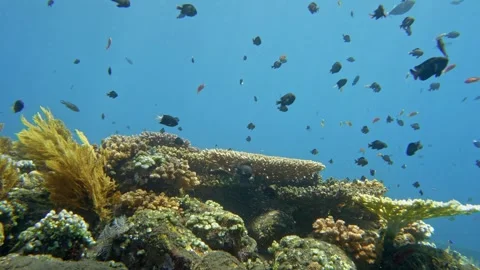 Table coral in the sun rays Stock Footage 286393782