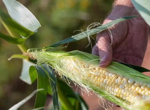 Table corn Stock Photos