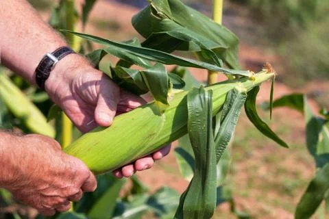 Table corn Stock Photos