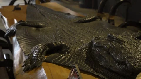 Table decoration of a dead alligator skin sitting on to[ of a long table 動画素材 256623908