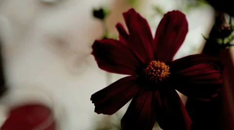 Table Decoration Video stock 36052259