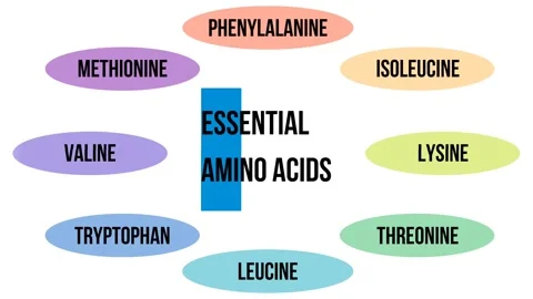 A table of essential amino acids on a white background, 4K animated slide Stock Footage 255436188