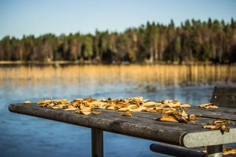 Table with Fall Leaves Stock-Fotos