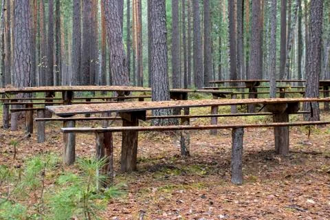 Table in the forest. Stock Photos