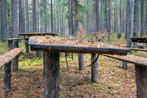 Table in the forest. Stock Photos
