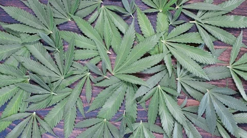 Table full of cannabis leaves 4k Stock Footage 101038053