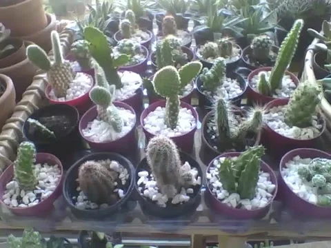 A table full of mini cactus in small pots at the flower shop, what a beauty! Video stock 163682169