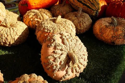 A table full of peanut pumpkins and sqaushes for sale Stock Photos