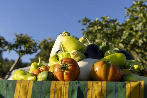A table full of vegetables including tomatoes, peppers, and squash Foto stock
