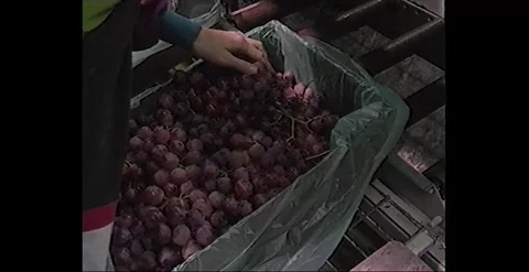 Table Grape Sorting and Picking in a Vineyard &amp; Factory (1990) Stock Footage 274534835