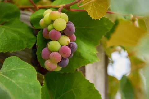 Table Grapes on the Vine Fotos Stock